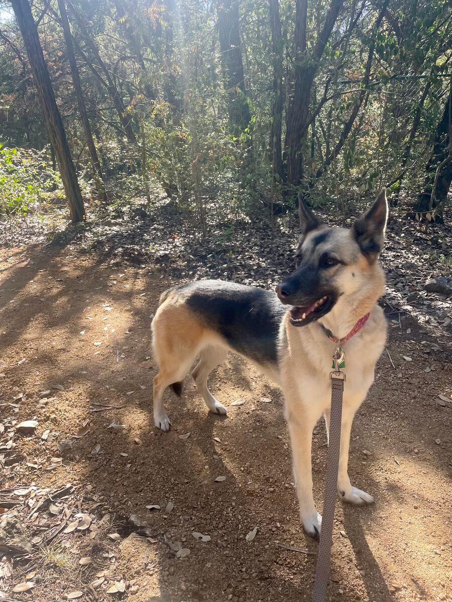 Sasha standing on a shaded trail during a leashed walk
