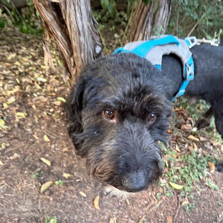 Rudy wearing a blue harness during an outdoor walk
